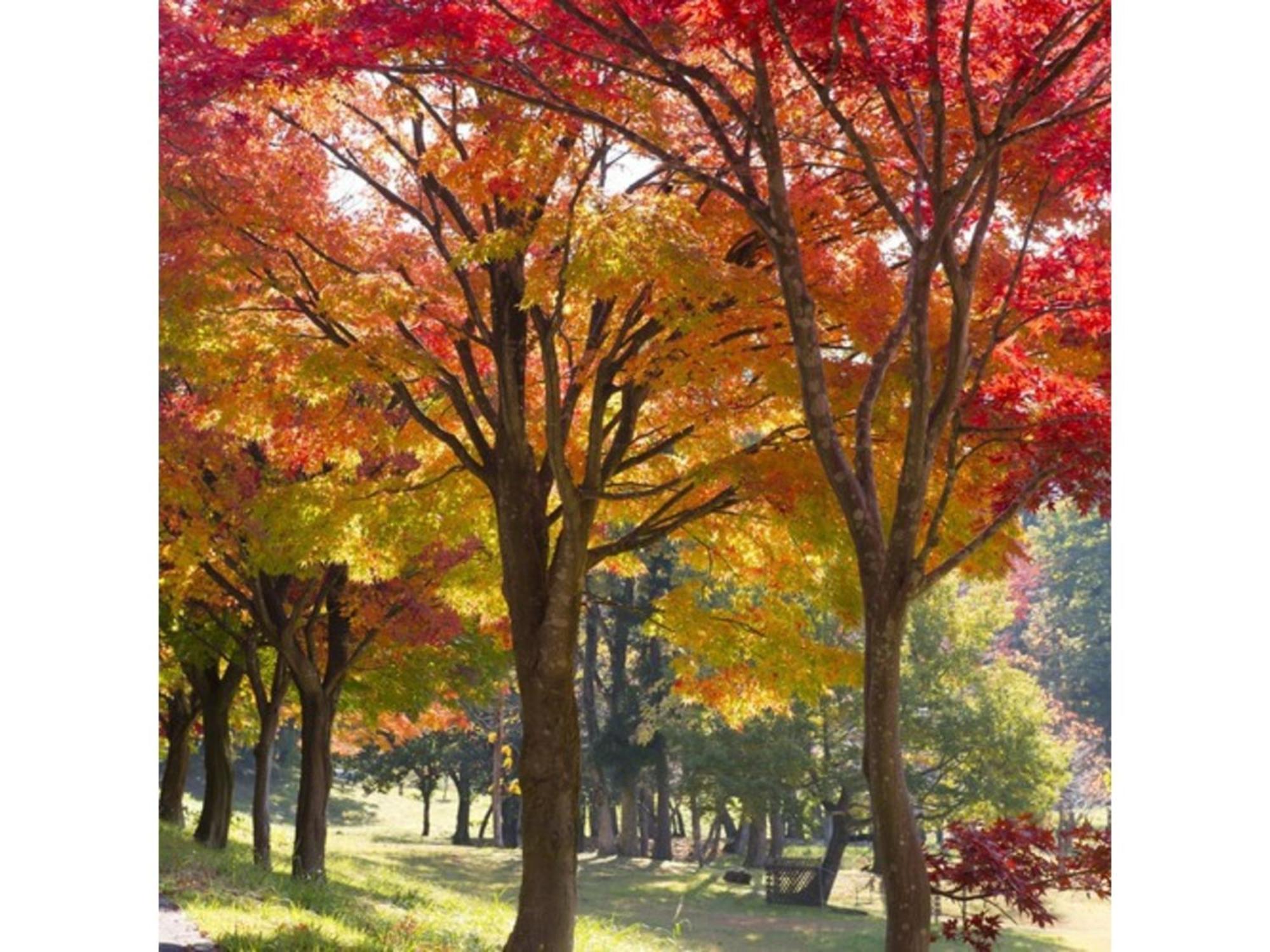Shintainai Onsen Royal Tainai Park Hotel - Vacation Stay 90212V Экстерьер фото